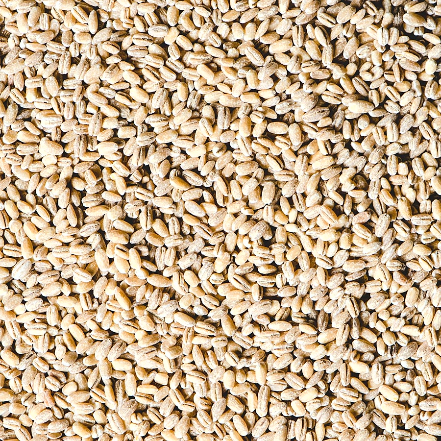 Barley
