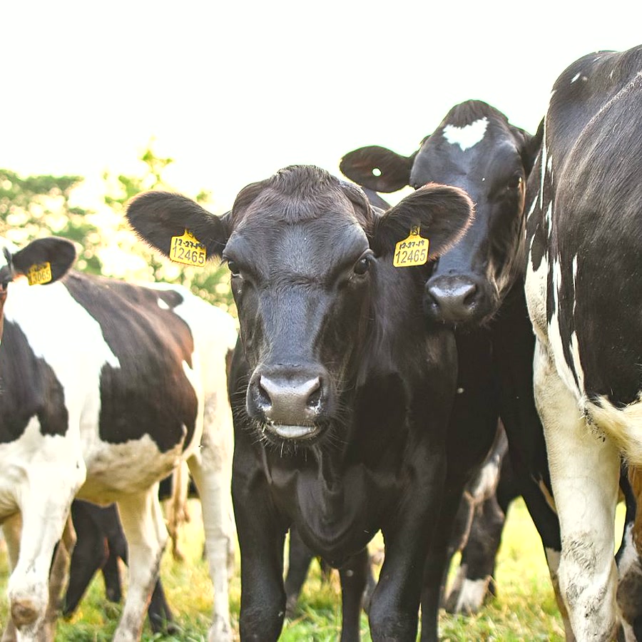 Livestock