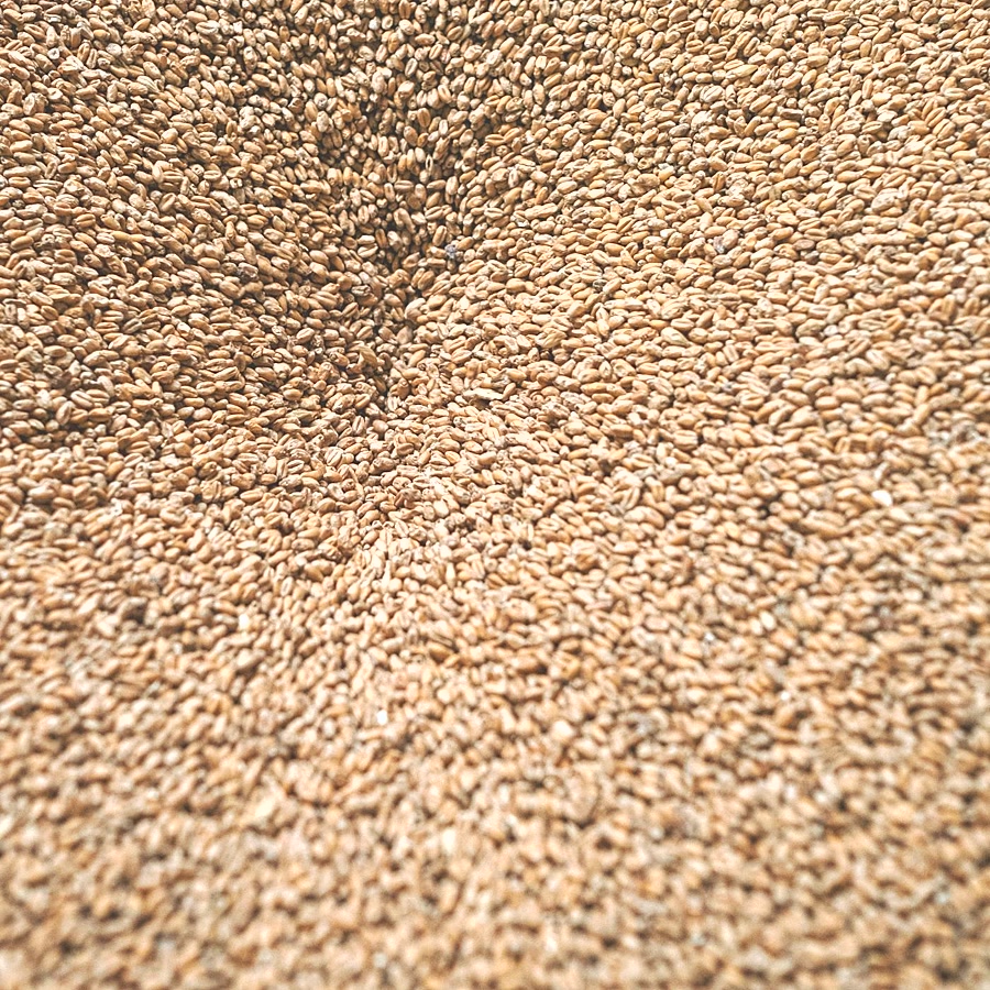 Malt