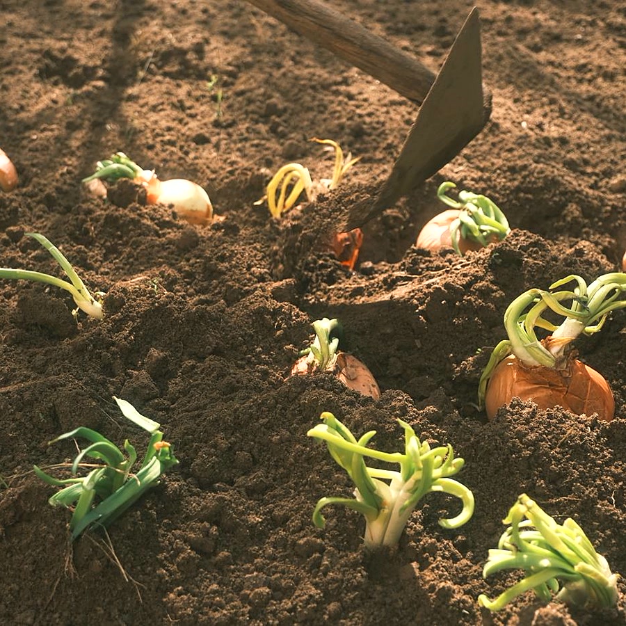 Soil