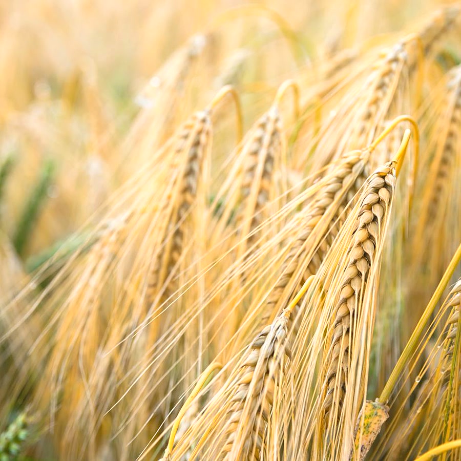 Wheat